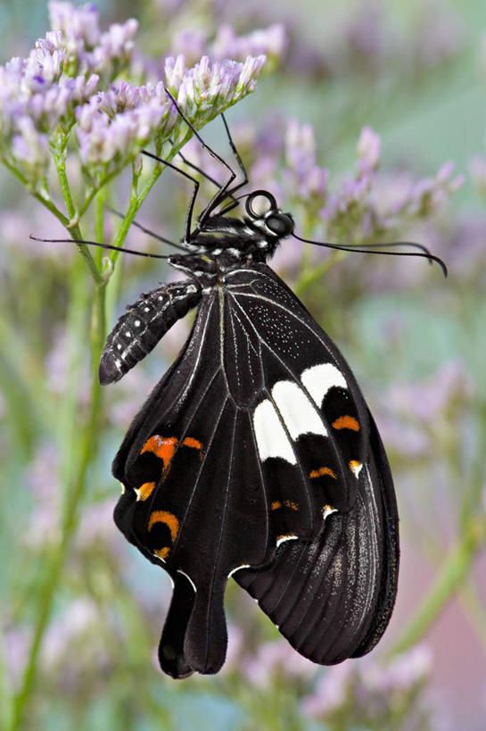 无人,横图,室外,白天,北极,海洋,挪威,地形,悬崖,风景,自然,摄影,斯瓦尔巴德群岛,岩石,彩图