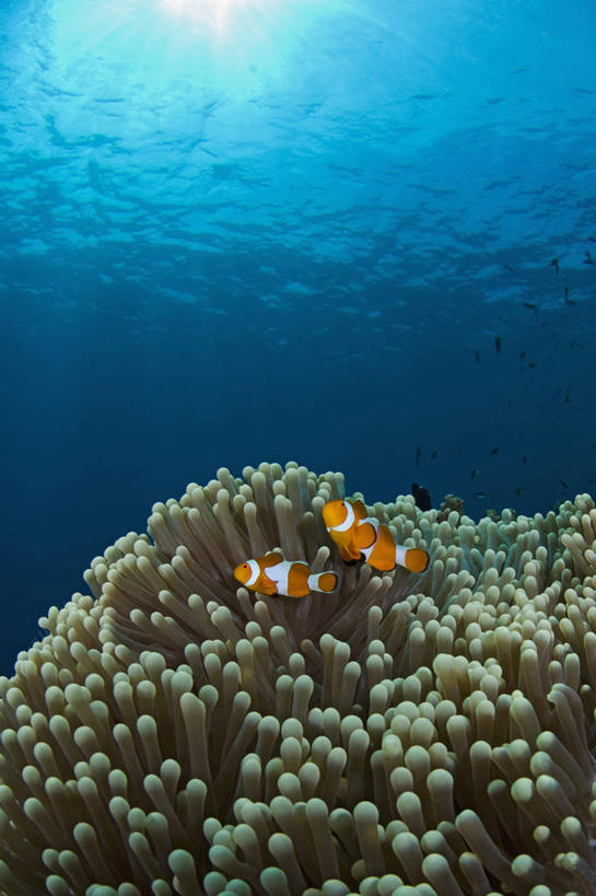 无人,竖图,水下,海葵,野生动物,马来西亚,科学,小丑鱼,鱼类,动物,两只,摄影,保护,海葵鱼,沙巴州,西里伯斯海,彩图,诗巴丹岛,共生关系