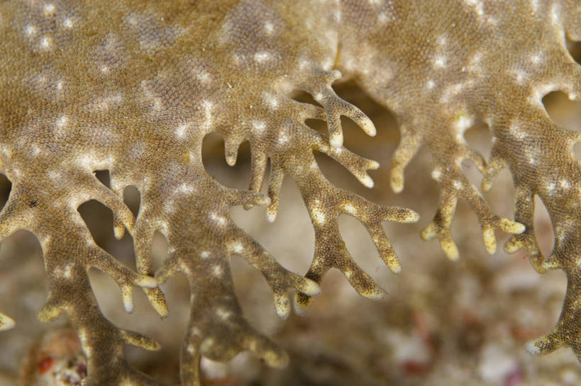 无人,横图,特写,水下,鲨鱼,野生动物,印度尼西亚,科学,触须,鱼类,摄影,生物学,穗,西巴布亚省,彩图