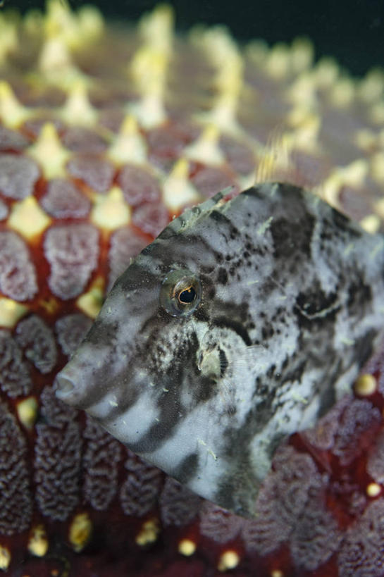 无人,竖图,水下,印度尼西亚,鱼类,摄影,豚鱼,彩图,生态多样性