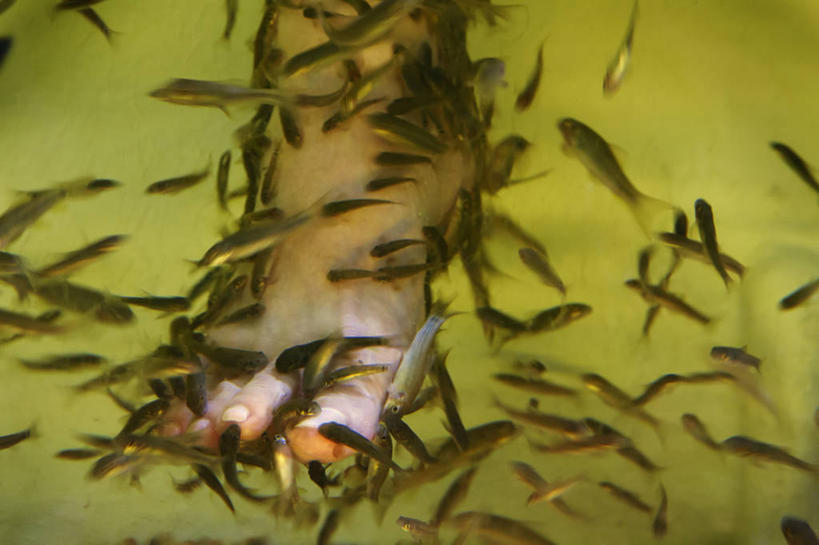 成年人,一个人,吃,横图,室内,特写,水,热带鱼,新加坡,仅一个女性,一群,许多,水槽,很多,水斗,健康,摄影,皮肤癌,喂养,女人,彩图