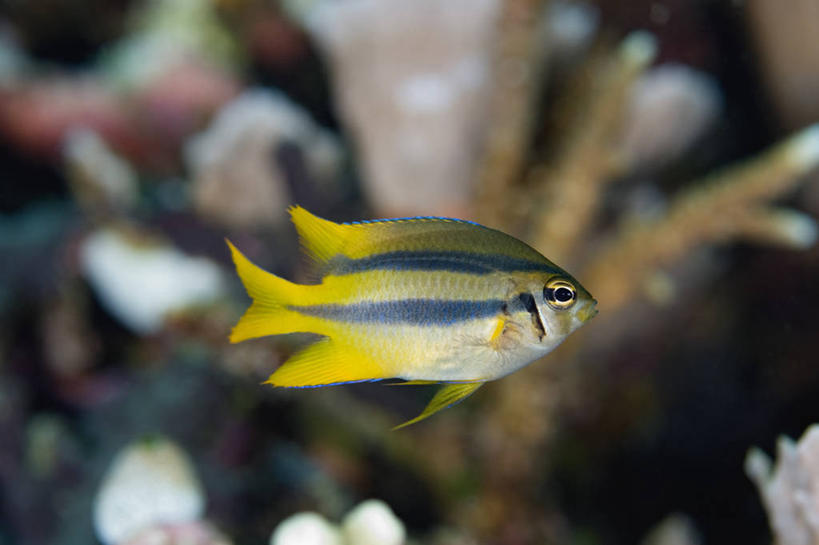 无人,横图,侧面,水下,野生动物,印度尼西亚,条纹,科学,鱼类,动物,摄影,生物学,西巴布亚省,彩图