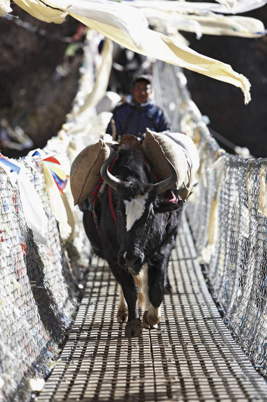 竖图,室外,白天,正面,探险,尼泊尔,亚洲,经幡,动物,家畜,摄影,吊桥,佛教,反差,喇嘛教,喜马拉雅山脉,冒险,牦牛,彩图,门房