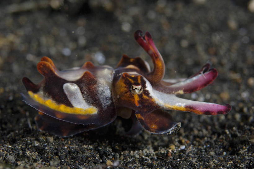 无人,横图,水下,印度尼西亚,个性,摄影,软体动物,华贵,头足类动物,墨鱼,彩图,生态多样性