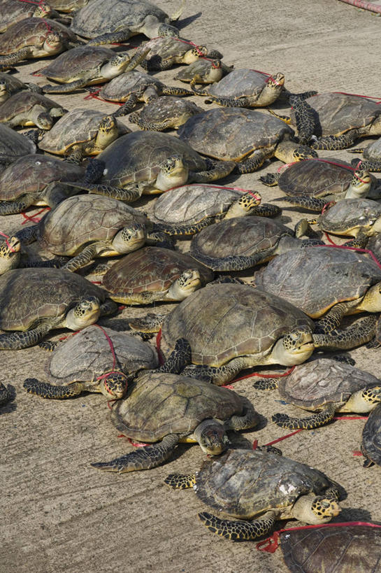 无人,竖图,室外,白天,野生动物,马来西亚,摄影,死亡,犯罪,绿蠵龟,殒命,灭亡,濒危物种,海龟,彩图,走私