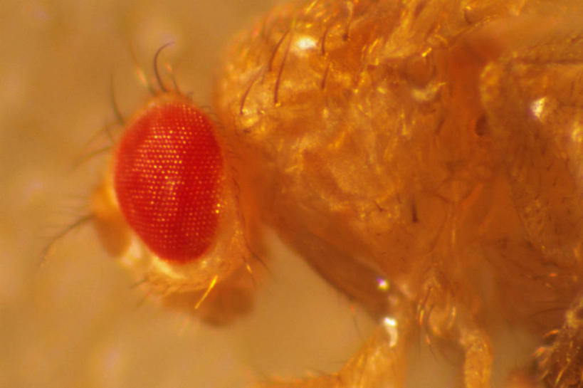 无人,横图,特写,美国,研究,昆虫,动物,摄影,加利福尼亚,益虫,果蝇,复眼,彩图