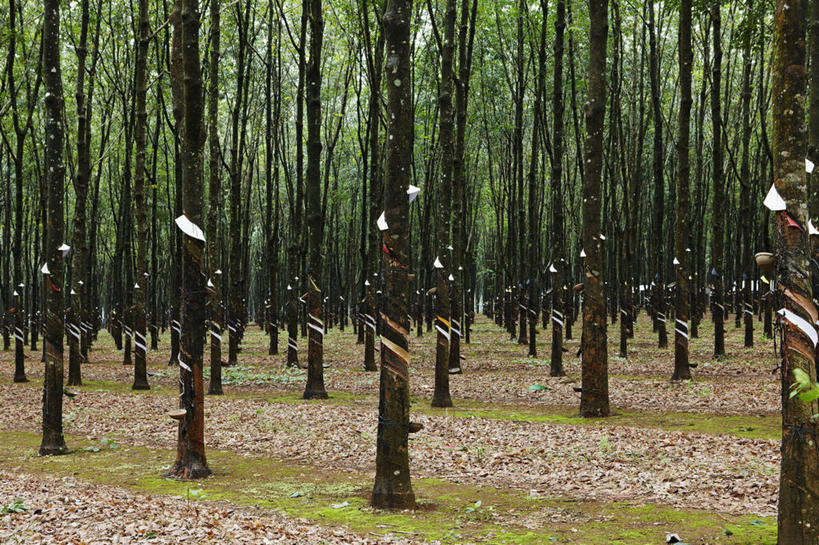 无人,横图,室外,白天,农业,越南,工作,摄影,橡胶树,种植园,彩图