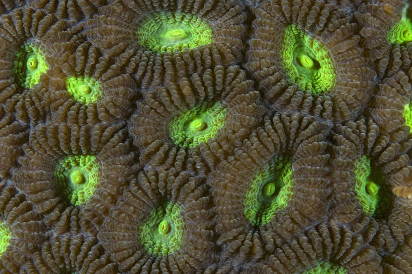 无人,横图,特写,水下,野生动物,印度尼西亚,科学,珊瑚,褐色,无脊椎动物,绿色,摄影,生物学,硬珊瑚,刺胞动物,西巴布亚省,彩图