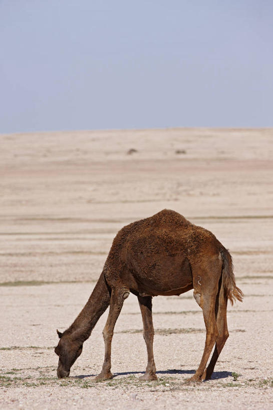 无人,竖图,室外,白天,留白,侧面,沙漠,艺术,骆驼,动物,摄影,奋斗,宁静,文学,生存,挑战,北非,单峰骆驼,撒哈拉沙漠,彩图,超现实主义,流派,艺术流派