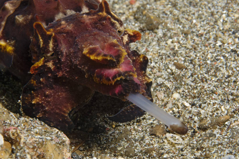 无人,横图,水下,印度尼西亚,捕食,触须,个性,摄影,软体动物,华贵,头足类动物,喂养,墨鱼,彩图,生态多样性