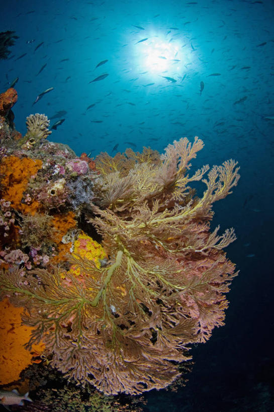 无人,竖图,水下,太阳,野生动物,印度尼西亚,一群,许多,科学,很多,鱼类,海洋生物,无脊椎动物,摄影,腔肠动物,生物学,柳珊瑚,西巴布亚省,珊瑚虫,石帆,海团扇,彩图