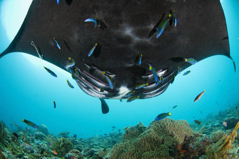 无人,横图,鱼眼镜头,水下,野生动物,印度尼西亚,科学,注视,鱼类,观察,看,摄影,观看,察看,生物学,关注,魟,西巴布亚省,濑鱼,暗礁,清洗,彩图,鳃