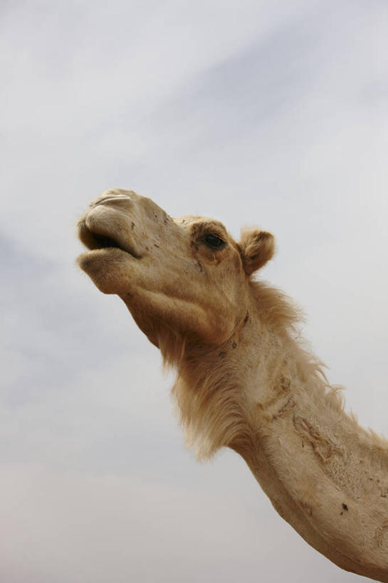 无人,竖图,室外,特写,白天,探险,摩洛哥,骆驼,动物,摄影,单峰骆驼,冒险,颈,彩图,动物行为