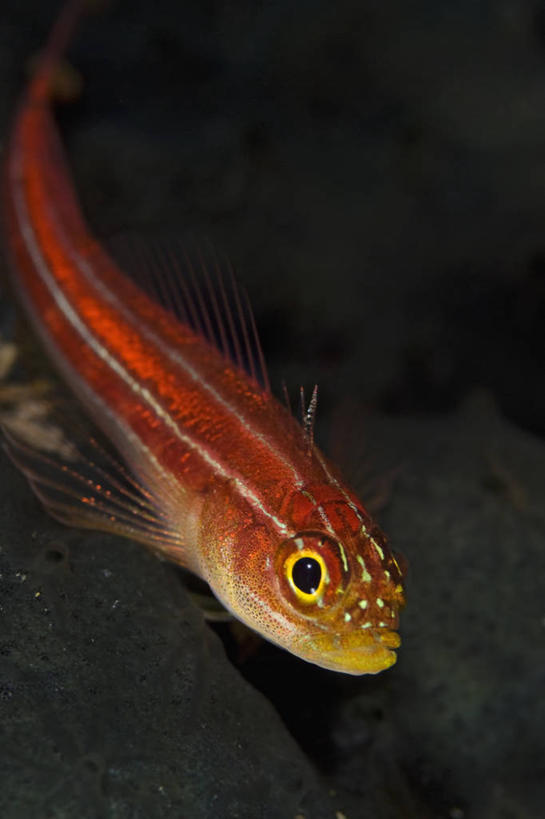 无人,竖图,特写,水下,野生动物,印度尼西亚,条纹,科学,鱼类,红色,摄影,生物学,西巴布亚省,粘鱼,彩图