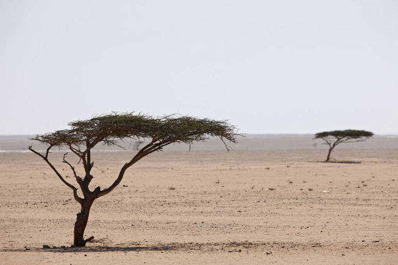 无人,横图,室外,白天,热,摄影,宁静,干的,反差,生存,北非,撒哈拉沙漠,金合欢树,彩图