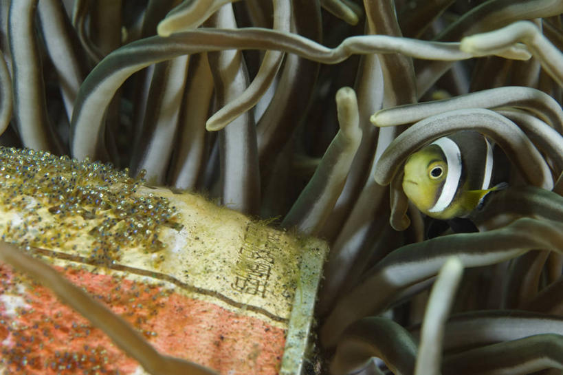 无人,横图,水下,海葵,印度尼西亚,触须,罐头,罐子,动物,摄影,雀鲷,鱼子,海葵鱼,彩图,共生关系