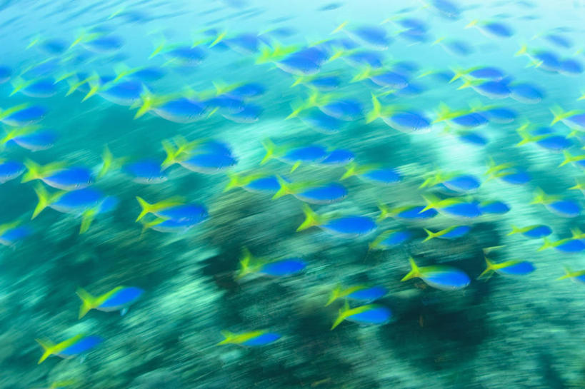 无人,横图,运动模糊,水下,野生动物,印度尼西亚,士兵,科学,鱼群,教育,鱼类,黄色,蓝色,教,摄影,生物学,西巴布亚省,彩图