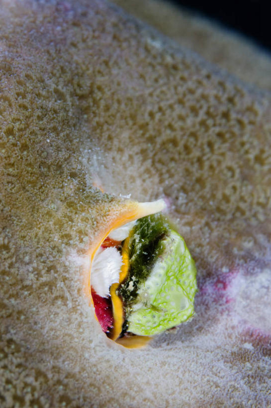 无人,竖图,特写,水下,野生动物,印度尼西亚,科学,无脊椎动物,摄影,生物学,显现,西巴布亚省,彩图