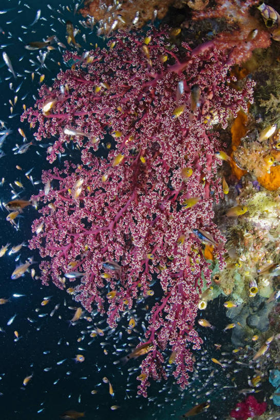 无人,竖图,水下,野生动物,印度尼西亚,一群,许多,丰富,科学,珊瑚,很多,教育,鱼类,教,摄影,多样,生物学,软珊瑚,西巴布亚省,暗礁,彩图,生态多样性