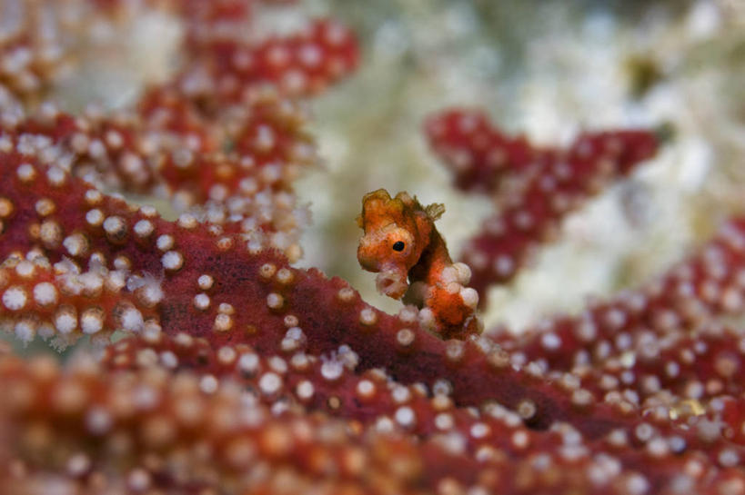 无人,横图,特写,水下,野生动物,印度尼西亚,科学,鱼类,海洋生物,无脊椎动物,红色,摄影,海马,腔肠动物,生物学,隐藏,柳珊瑚,伪装,西巴布亚省,珊瑚虫,石帆,海团扇,彩图