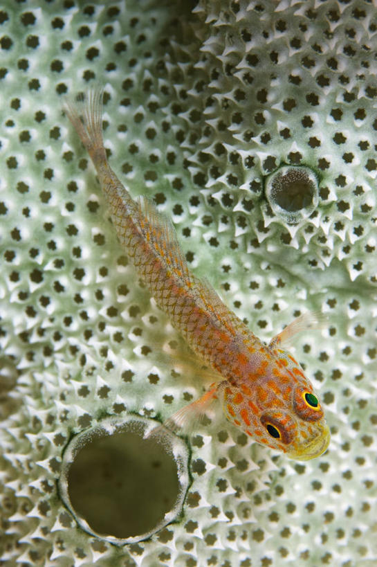 无人,竖图,俯视,特写,水下,野生动物,印度尼西亚,科学,海绵,鱼类,橙色,摄影,生物学,西巴布亚省,虾虎鱼,彩图,高角度拍摄
