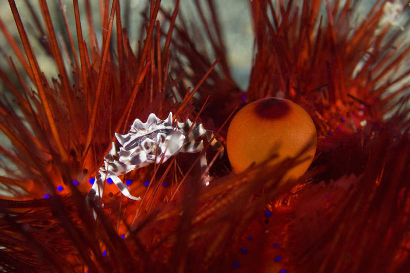 无人,横图,水下,海胆,印度尼西亚,条纹,螃蟹,无脊椎动物,动物,两只,摄影,保护,棘皮动物,甲壳动物,彩图,生态多样性,共生关系