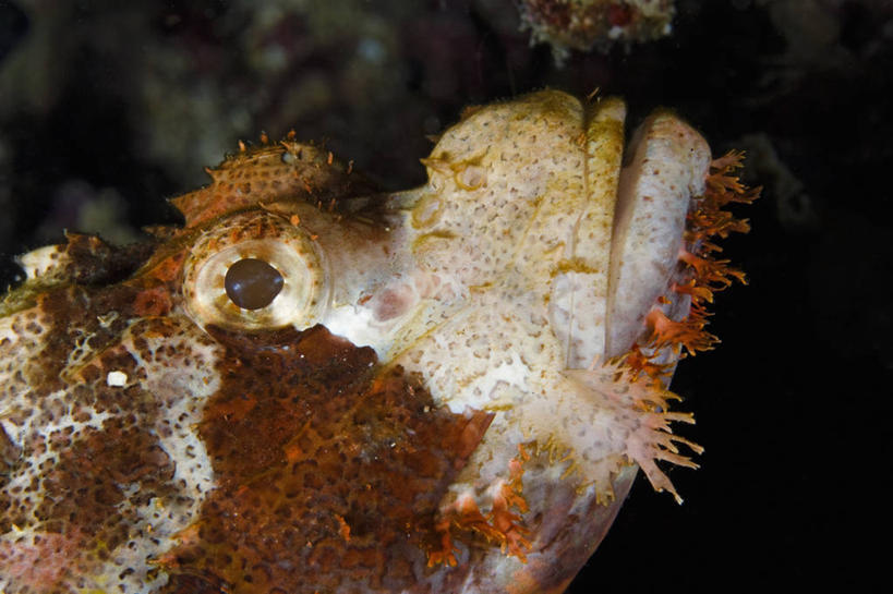 无人,横图,特写,侧面,水下,野生动物,印度尼西亚,科学,鱼类,摄影,鲉,生物学,穗,西巴布亚省,彩图