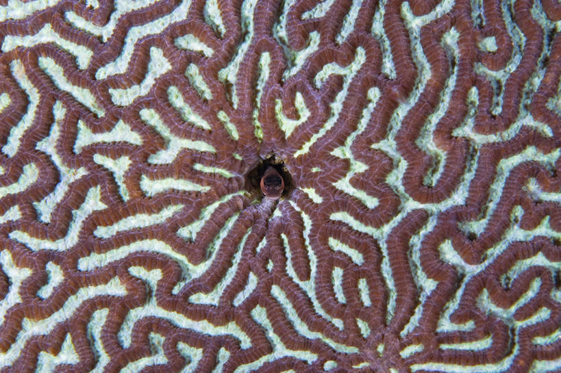 无人,横图,特写,游戏,水下,野生动物,印度尼西亚,曲折,弯曲,科学,珊瑚,洞,玩,娱乐,鱼类,海洋生物,无脊椎动物,休闲,益智,摄影,蜿蜒,庞大,活动,保护,复杂,腔肠动物,生物学,发泄,消遣,智力,迷宫,宣泄,西巴布亚省,珊瑚虫,繁杂,粘鱼,脑珊瑚,玩耍,嬉戏,彩图,窥视