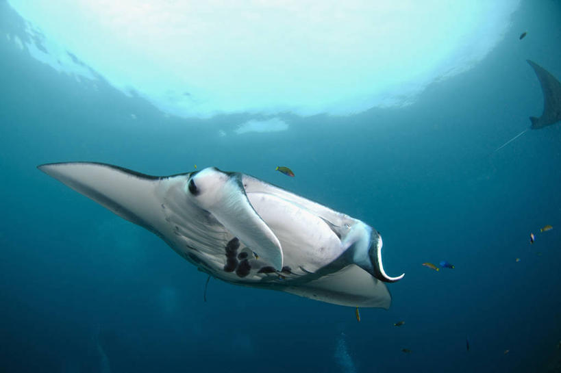 游泳,无人,横图,正面,水下,野生动物,印度尼西亚,科学,摄影,生物学,魟,西巴布亚省,彩图