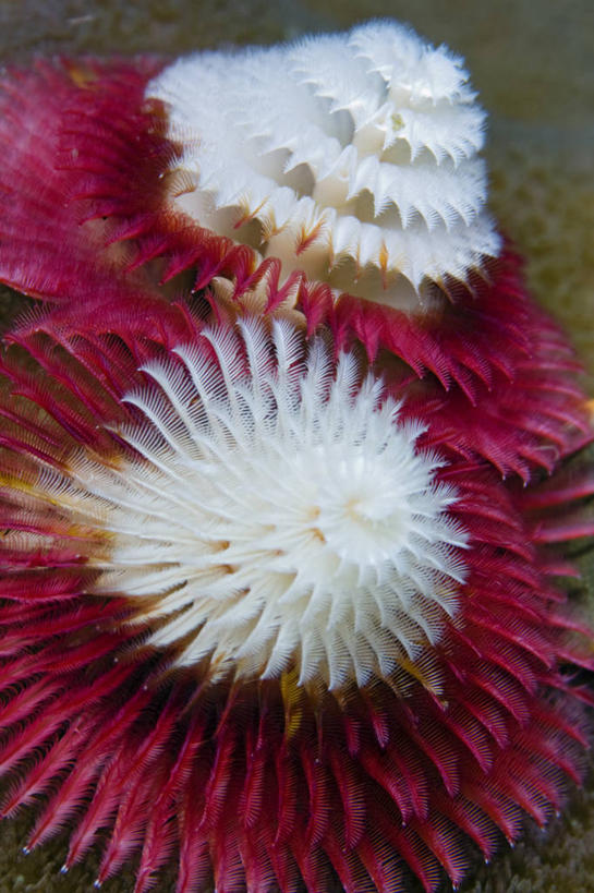 无人,竖图,特写,水下,野生动物,羽毛,印度尼西亚,科学,无脊椎动物,摄影,生物学,螺线,西巴布亚省,彩图