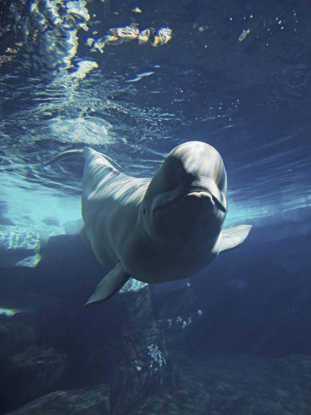 游泳,无人,竖图,正面,水下,美国,海洋公园,动物,摄影,生物学,加利福尼亚,白鲸,圣地牙哥市,彩图,动物学