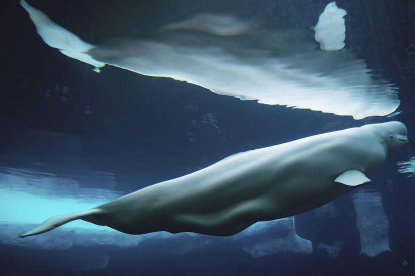 游泳,无人,横图,侧面,水下,美国,海洋公园,动物,摄影,生物学,加利福尼亚,白鲸,圣地牙哥市,彩图,动物学