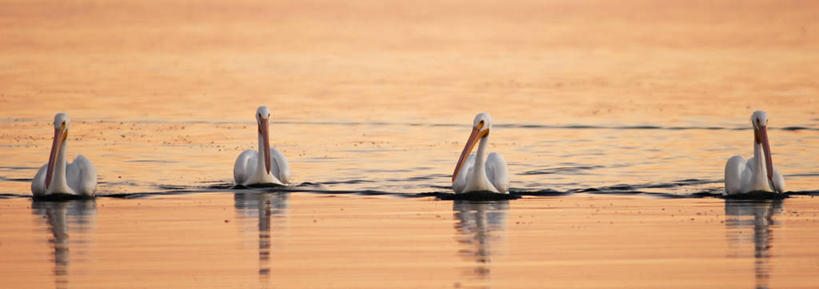 无人,横图,全景,室外,白天,正面,日落,美国,四只,一排,整齐,排列,动物,摄影,生物学,队列,加利福尼亚,鹈鹕,美洲白鹈鹕,彩图,动物学