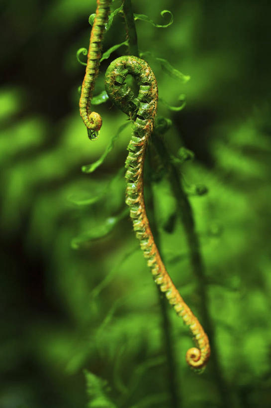 无人,竖图,室外,白天,水,美国,绿色,摄影,蕨类,俄勒冈州,复叶,彩图