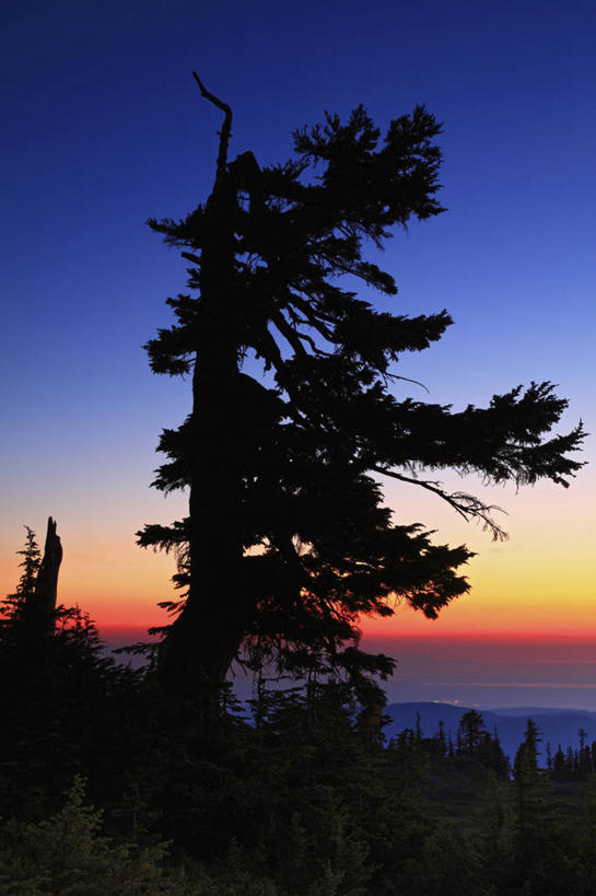 无人,竖图,室外,白天,日落,森林,松树,美国,黄昏,摄影,剪影,华盛顿州,卡斯基德山脉,针叶树,彩图