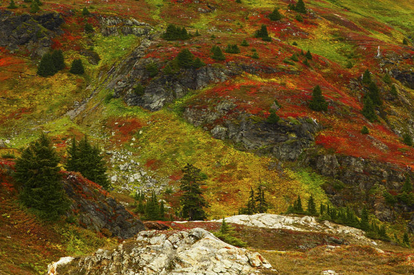 无人,横图,室外,白天,山,叶子,美国,地形,摄影,灌木,华盛顿州,卡斯基德山脉,石南花,秋天,彩图