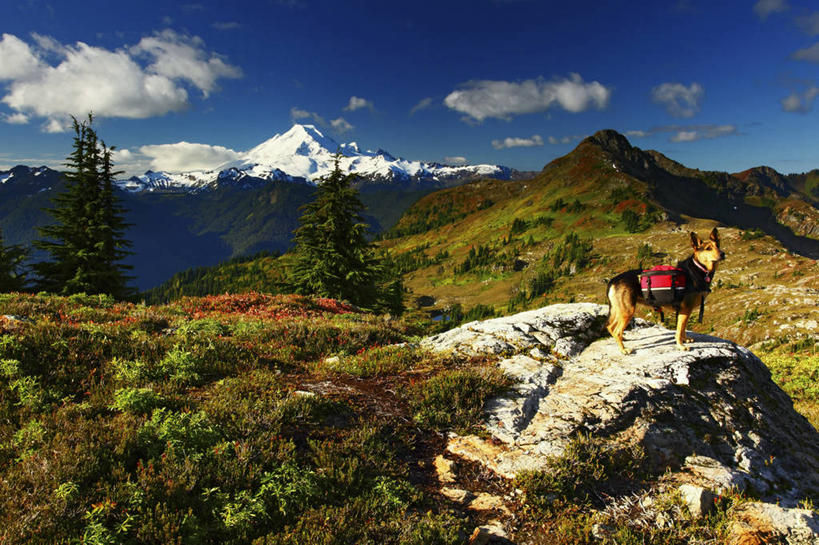 无人,横图,室外,白天,草地,火山,瀑布,狗,美国,地形,动物,家畜,放松,摄影,宁静,华盛顿州,秋天,彩图,旅行,贝克尔山