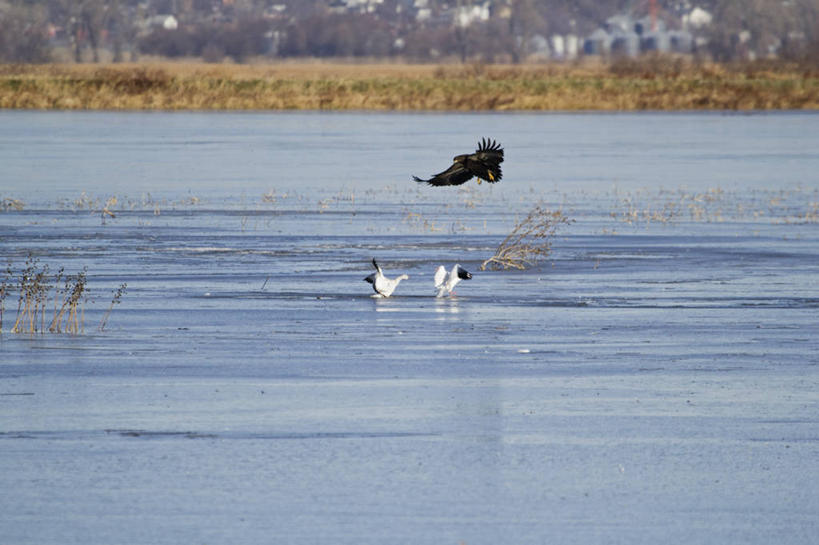 无人,横图,室外,白天,鹅,野生动物,鹰,美国,三只,鸟类,捕食,动物,摄影,生物学,雪雁,白头鹰,密苏里,危险,彩图