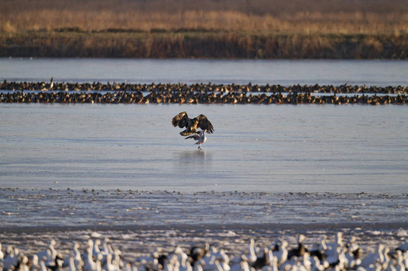 无人,横图,室外,白天,鹅,野生动物,鹰,美国,许多,鸟类,捕食,很多,动物,两只,摄影,迁徙,生物学,雪雁,白头鹰,密苏里,危险,彩图