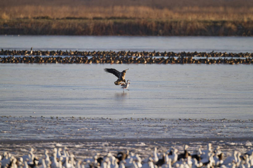 无人,横图,室外,白天,鹅,野生动物,鹰,美国,许多,鸟类,捕食,很多,动物,两只,摄影,迁徙,生物学,雪雁,白头鹰,密苏里,危险,彩图
