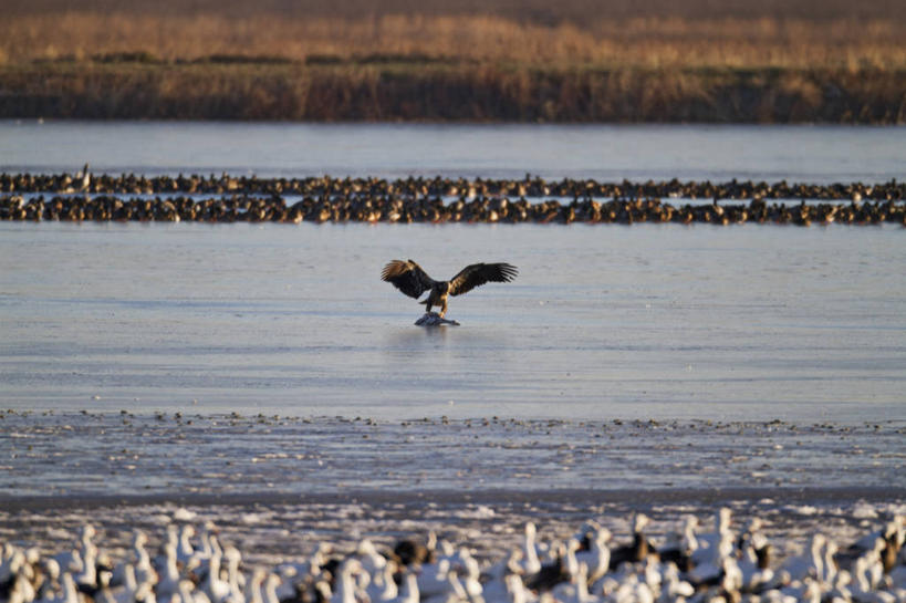 无人,横图,室外,白天,鹅,野生动物,鹰,美国,许多,鸟类,捕食,很多,动物,两只,摄影,迁徙,生物学,雪雁,白头鹰,密苏里,危险,彩图