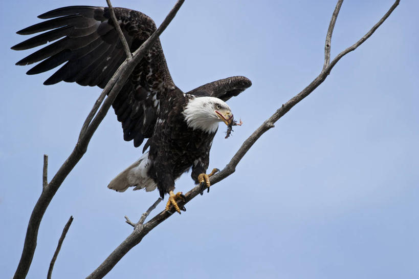 无人,横图,室外,白天,侧面,野生动物,美国,鸟类,动物,摄影,迁徙,白头鹰,美国文化,密苏里,喂养,彩图