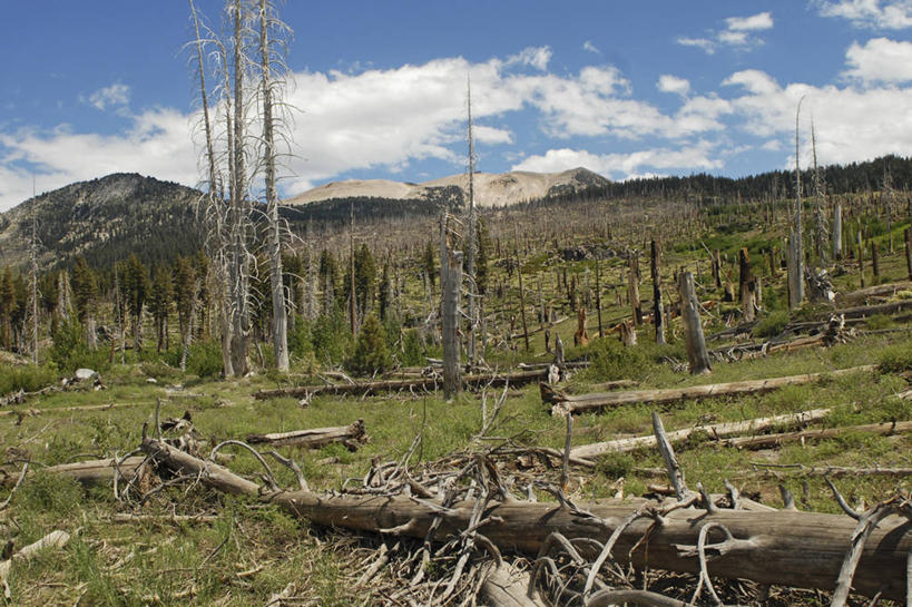 无人,横图,室外,白天,美国,地形,树,摄影,死亡,加利福尼亚,陷阱,恢复,地貌,殒命,灭亡,弗雷斯诺县,彩图
