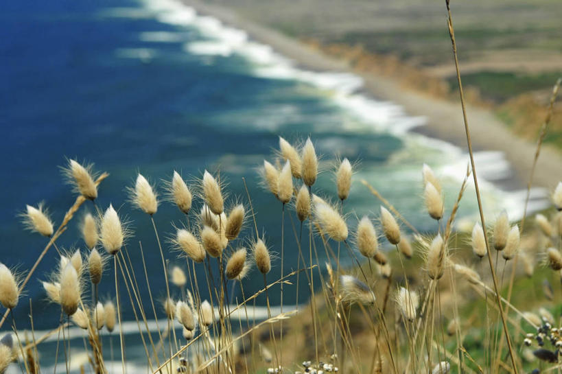无人,公园,横图,室外,特写,白天,海浪,海洋,美国,草,摄影,太平洋,北美,北美洲,国家公园,加利福尼亚,美洲,加州,加利福尼亚州,金州,黄金州,北亚美利加洲,亚美利加洲,马林县,彩图,美利坚合众国,雷斯岬国家海岸公园
