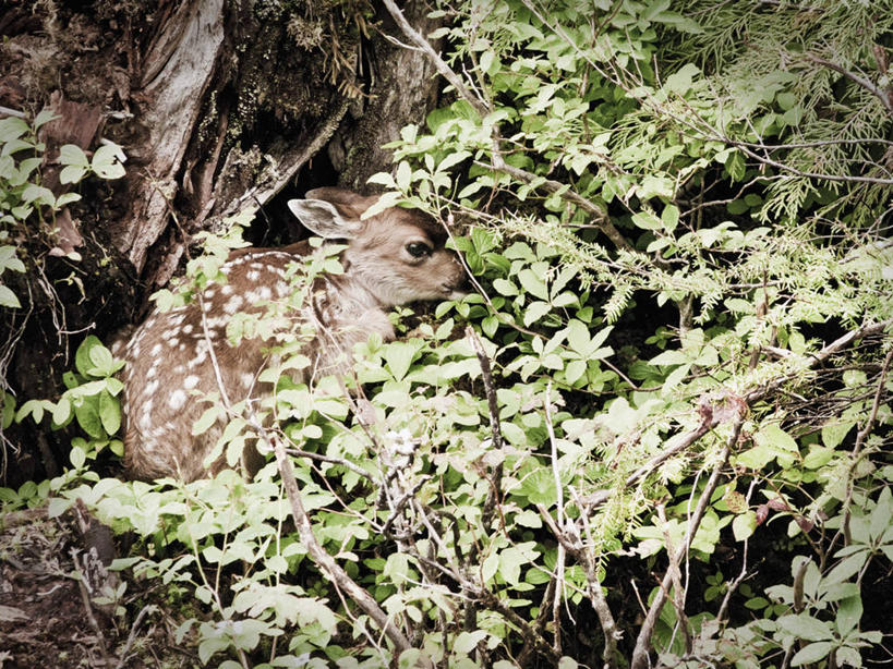 无人,横图,室外,白天,侧面,鹿,野生动物,美国,动物,摄影,恐怖,忧虑,小鹿,彩图,弱点,林区
