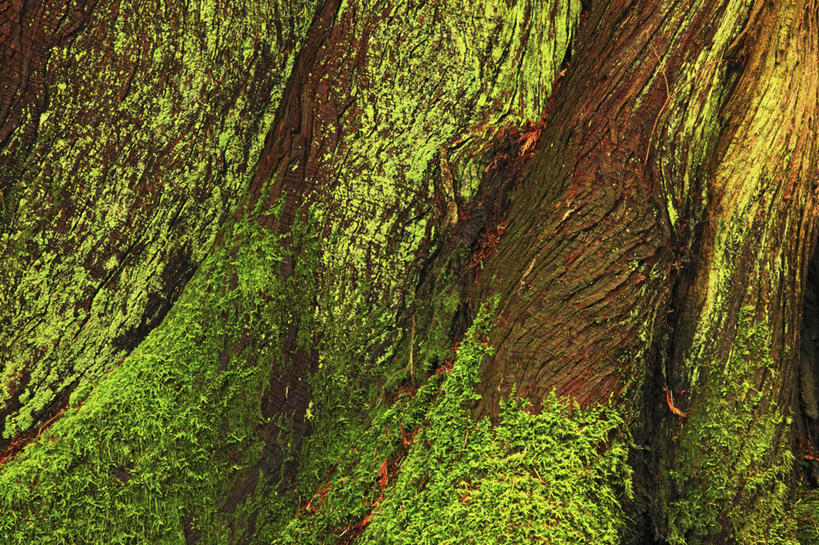 无人,横图,室外,特写,白天,美国,树皮,雪松,苔藓,树,摄影,华盛顿州,肌理,彩图