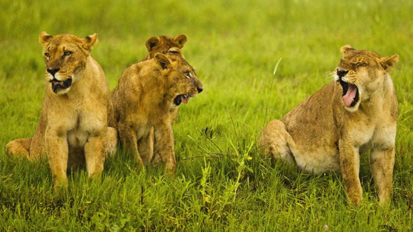 无人,横图,室外,白天,哺乳动物,野生动物,狮子,非洲,博茨瓦纳,环保,狮群,捕食,自然,动物,摄影,能源,环境,回收,资源,进攻,利用,低碳,循环,持续,濒危物种,危险,彩图