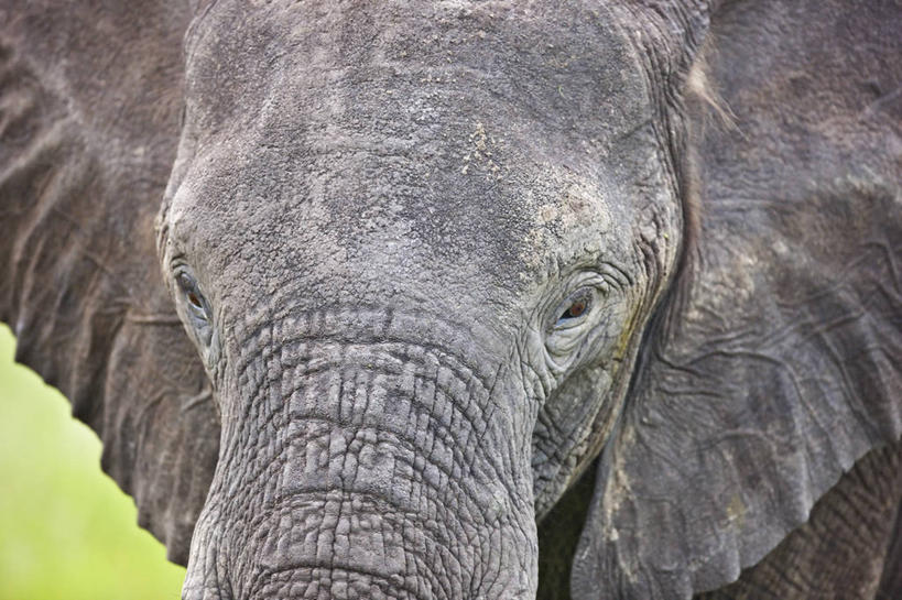 无人,横图,室外,白天,正面,野生动物,博茨瓦纳,非洲象,动物,摄影,奥卡万戈三角洲,濒危物种,象,彩图,弱点