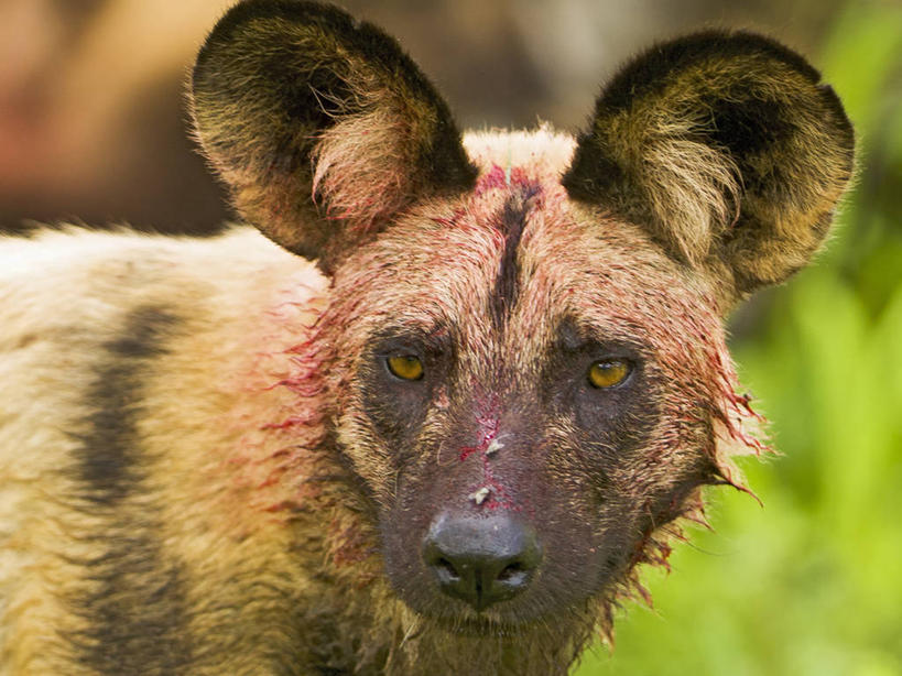 无人,吃,横图,室外,白天,正面,哺乳动物,野生动物,博茨瓦纳,捕食,动物,血液,摄影,非洲野狗,奥卡万戈三角洲,濒危物种,彩图
