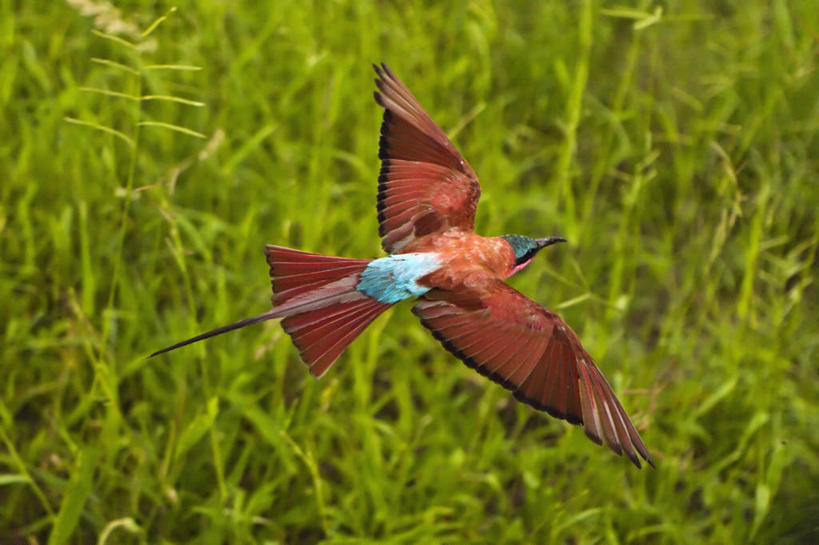 无人,横图,室外,白天,侧面,蜂鸟,鸟,野生动物,博茨瓦纳,鸟类,飞,动物,摄影,奥卡万戈三角洲,吸蜜蜂鸟,侏儒蜂鸟,食蜂鸟,彩图